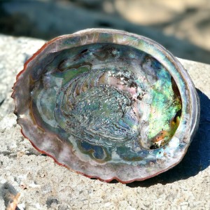 Abalone Schelpen